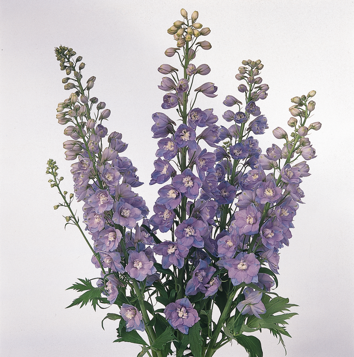 Delphinium elatum Guardian Lavender – Obrázok 4