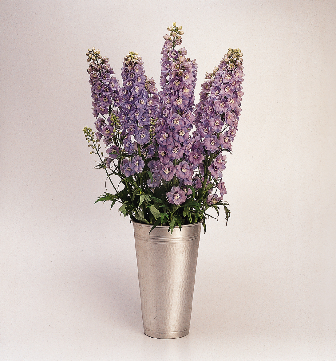 Delphinium elatum Guardian Lavender – Obrázok 5
