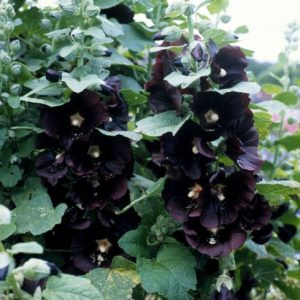 Alcea rosea Jet Black
