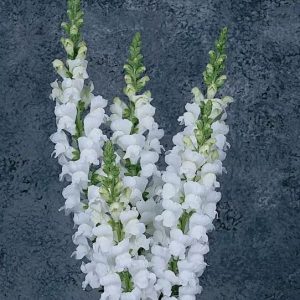 Antirrhinum majus Maryland White