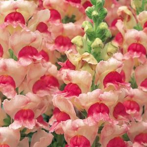 Antirrhinum majus Opus 3/4 Appleblossom