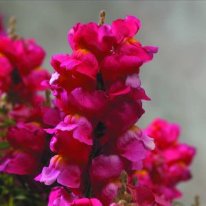 Antirrhinum majus Floral Showers Rose
