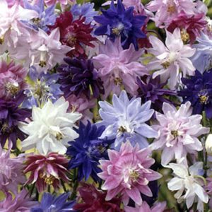 Aquilegia vulgaris Barlow Formula Mix