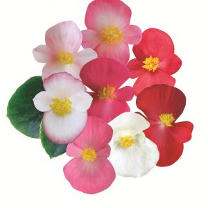 Begonia semperflorens Ambassador Mix