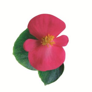 Begonia semperflorens Ambassador Rose