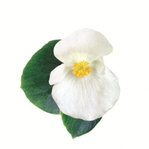 Begonia semperflorens Ambassador White