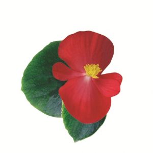 Begonia semperflorens Ambassador Scarlet
