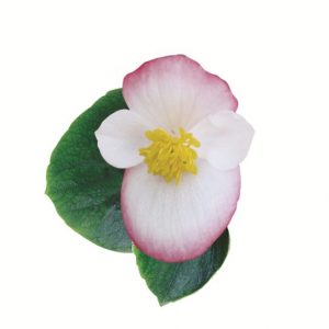 Begonia semperflorens Ambassador Bicolour