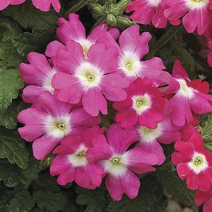 VERBENA hybrida TUSCANY ROSE WITH EYE