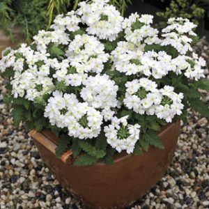 VERBENA hybrida TUSCANY WHITE