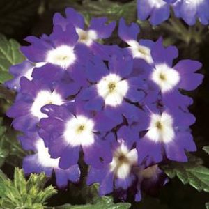 Verbena hybrida Obsession Blue With Eye