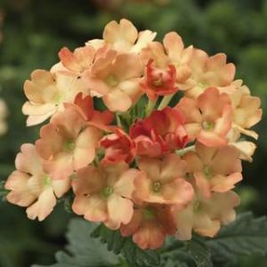 Verbena hybrida Obsession Apricot