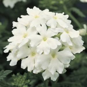 Verbena hybrida Obsession White