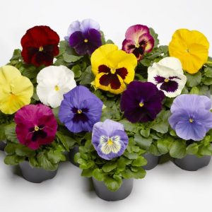 Viola wittrockiana Fino mix