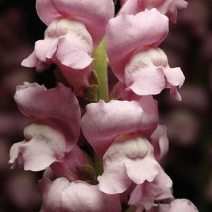 Antirrhinum majus Maryland Lavender