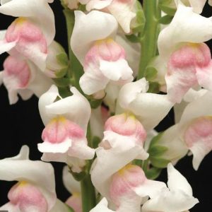 Antirrhinum majus Maryland Appleblossom