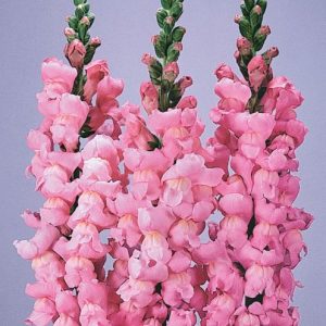 Antirrhinum majus Maryland Yosemite Pink