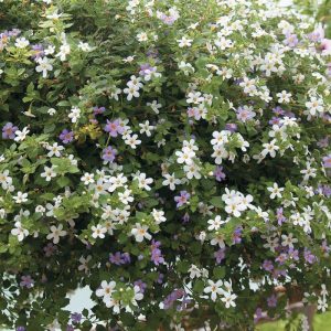 Bacopa (Sutera) cordata Utopia