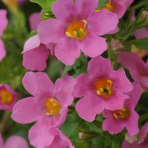 Bacopa (Sutera) cordata Pinktopia