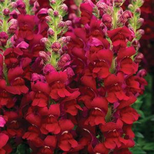Antirrhinum majus Opus 3/4 Red