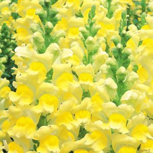 Antirrhinum majus Opus 3 Yellow