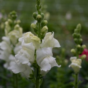 Antirrhinum majus Opus 3/4 White