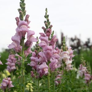 Antirrhinum majus Opus 3 Lavender