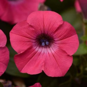 Petunia hybrida Tidal Wave Hot Pink