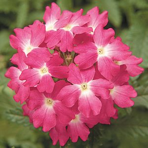 Verbena hybrida Obsession Coral With Eye