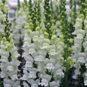 Antirrhinum majus Opus 3/4 Fresh White