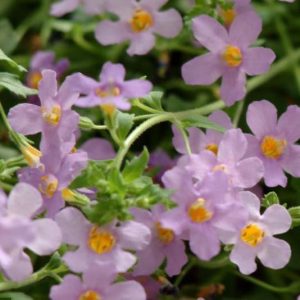 Bacopa (Sutera) cordata Blutopia