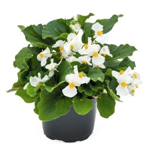 Begonia benariensis Big White With Green Leaf
