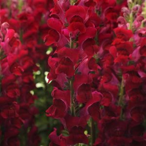 Antirrhinum majus Potomac Crimson