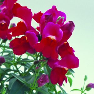 Antirrhinum majus Floral Showers Purple