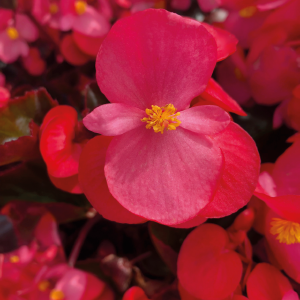 Begonia benariensis Big Deep Rose With Bronze Leaf