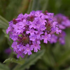 Verbena rigida Santos Purple
