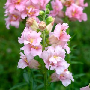 Antirrhinum majus Madame Butterfly Pink