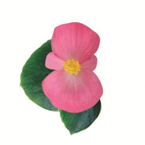 Begonia semperflorens Ambassador Pink