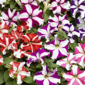 Petunia grandiflora Tritunia Star Mix