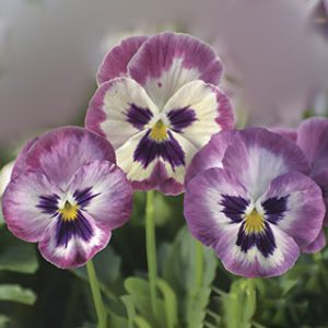 VIOLA WONDERFALL ROSE SHADES WITH FACE