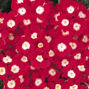Verbena hybrida compacta Quartz XP Red With Eye