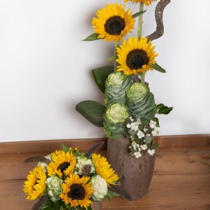 Helianthus annuus Sunrich Orange DMR