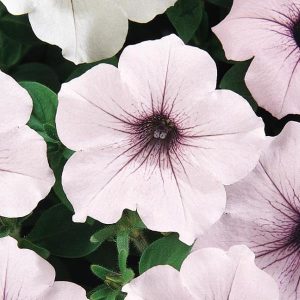 Petunia hybrida Tidal Wave Silver