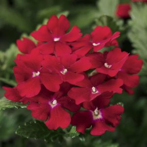 Verbena hybrida Obsession Red