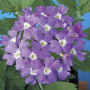 Verbena hybrida Obsession Light Blue With Eye