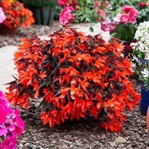 Begonia boliviensis Bossa Nova Night Fever Papaya