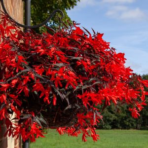 Begonia boliviensis Bossa Nova Night Fever Rosso