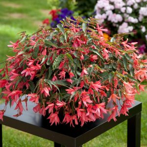 Begonia boliviensis Bossa Nova Rose Shades