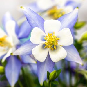 Aquilegia caerulea Kirigami Light Blue & White