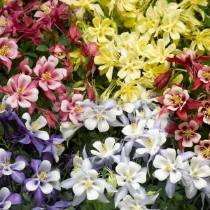 Aquilegia caerulea Kirigami Mix